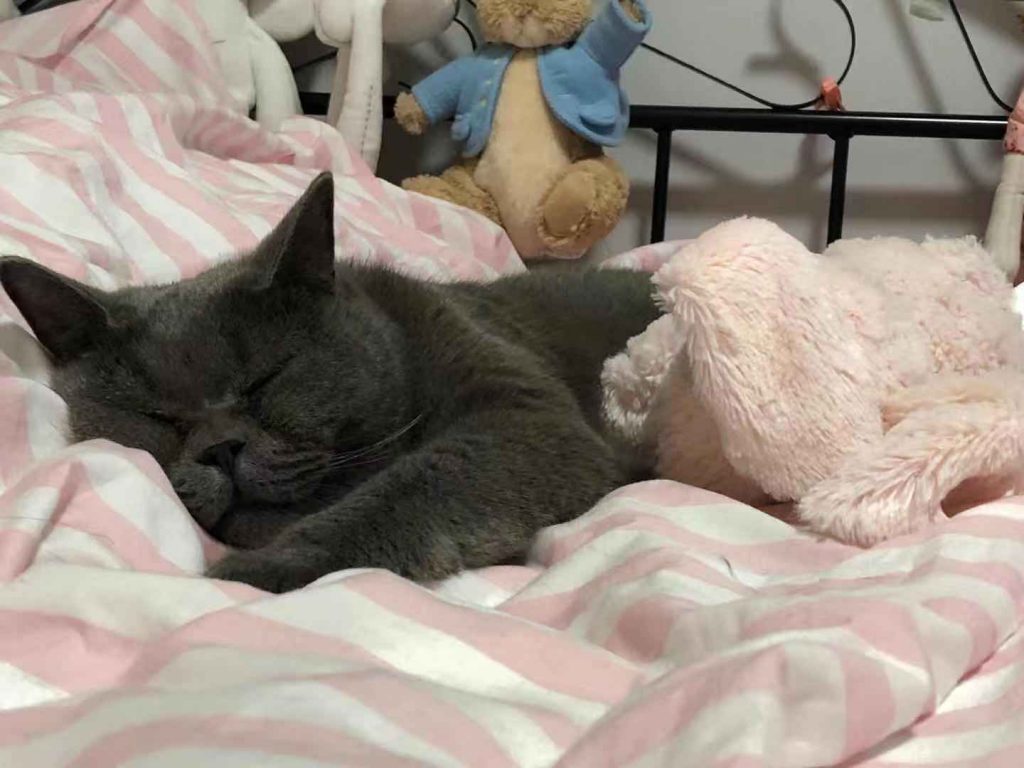 Why Did My Cat Randomly Pees On My Bed at Eugene Bowman blog