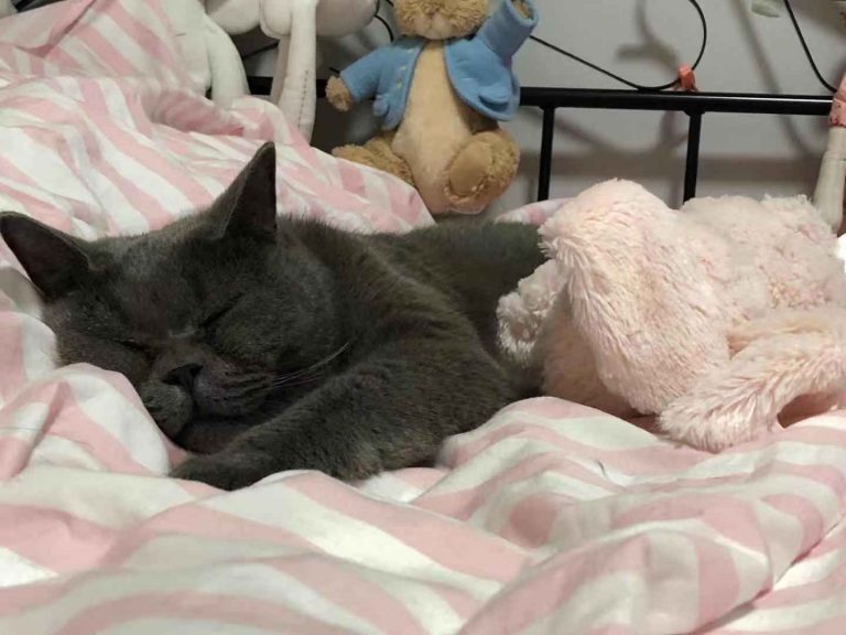 Why My Cat Pees on the Bed and How to Stop It I Love My Sweet Cats