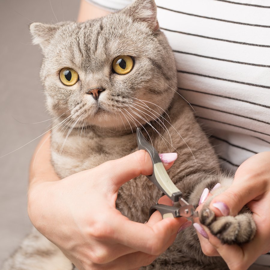 10 Best Cat Nail Clippers I Love My Sweet Cats