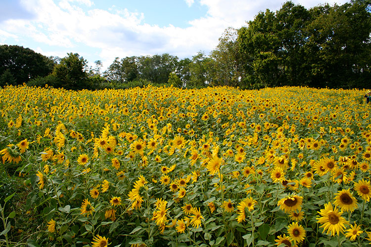 The Sunflower Festival Southwest Ohio Parent Magazine