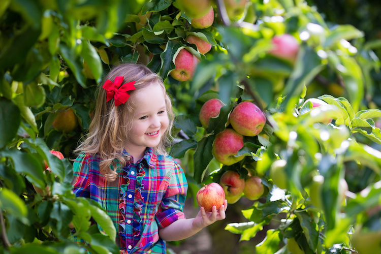 Apple Orchard and UPick Guide Southwest Ohio Parent Magazine