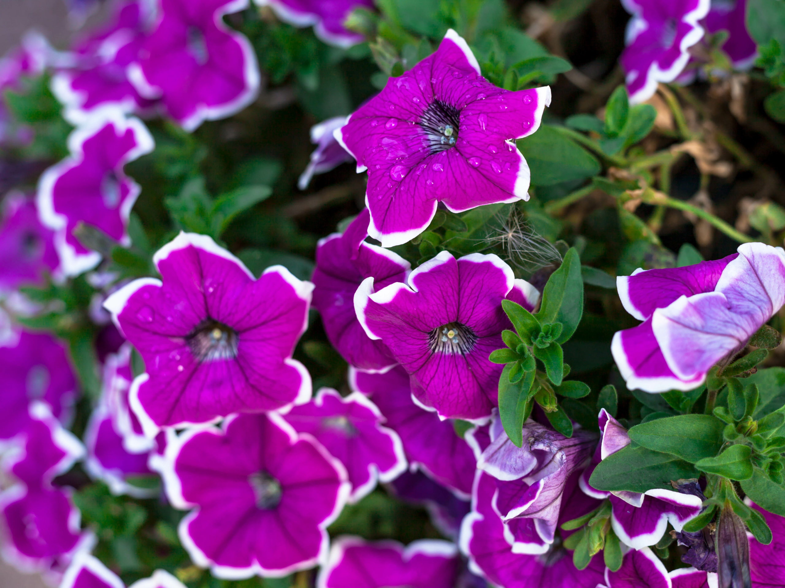 Close up of a flower border with colouful flowering Petunia Wave
