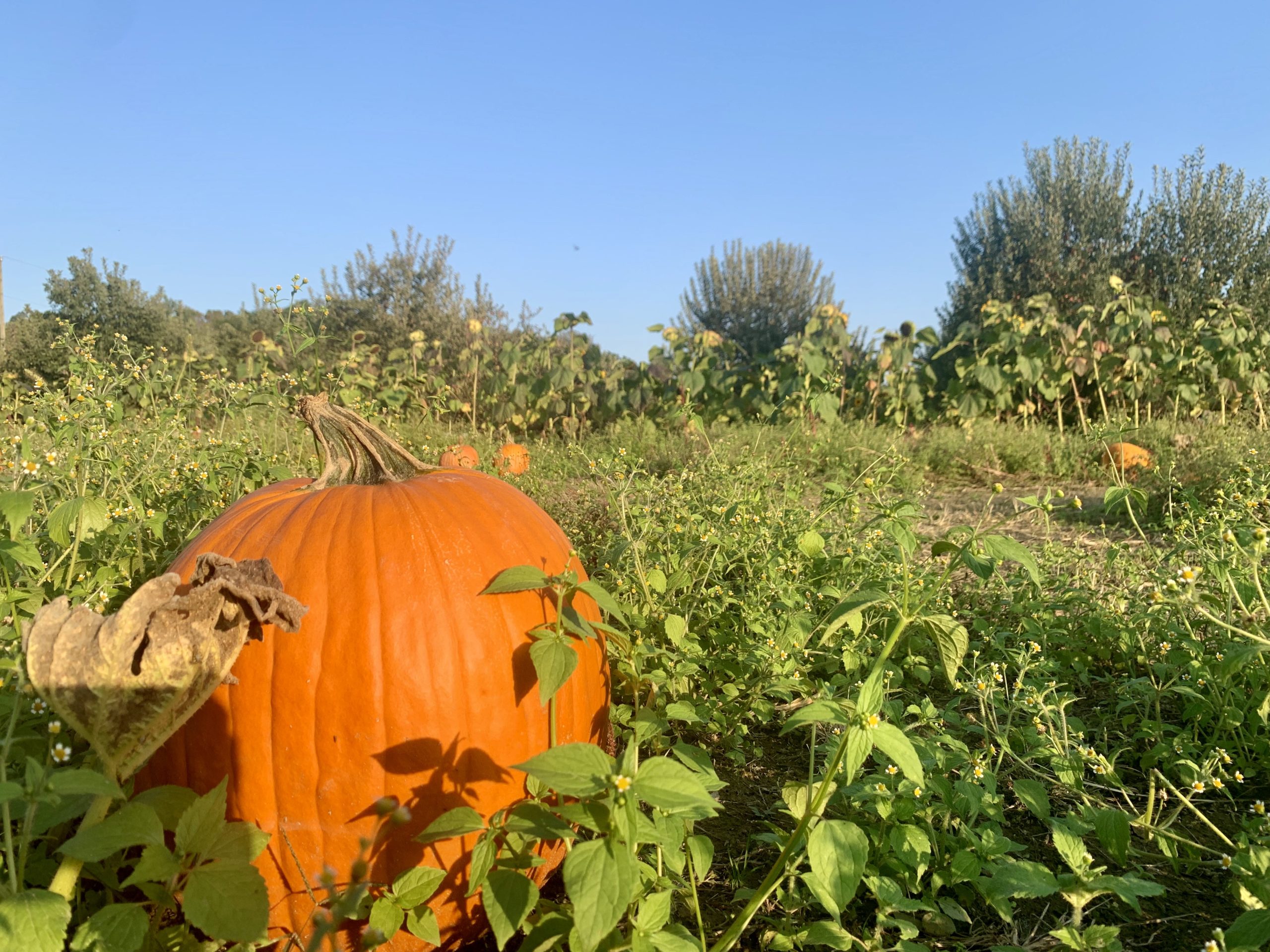 pringles orchard pumpkin Southwest Ohio Parent Magazine