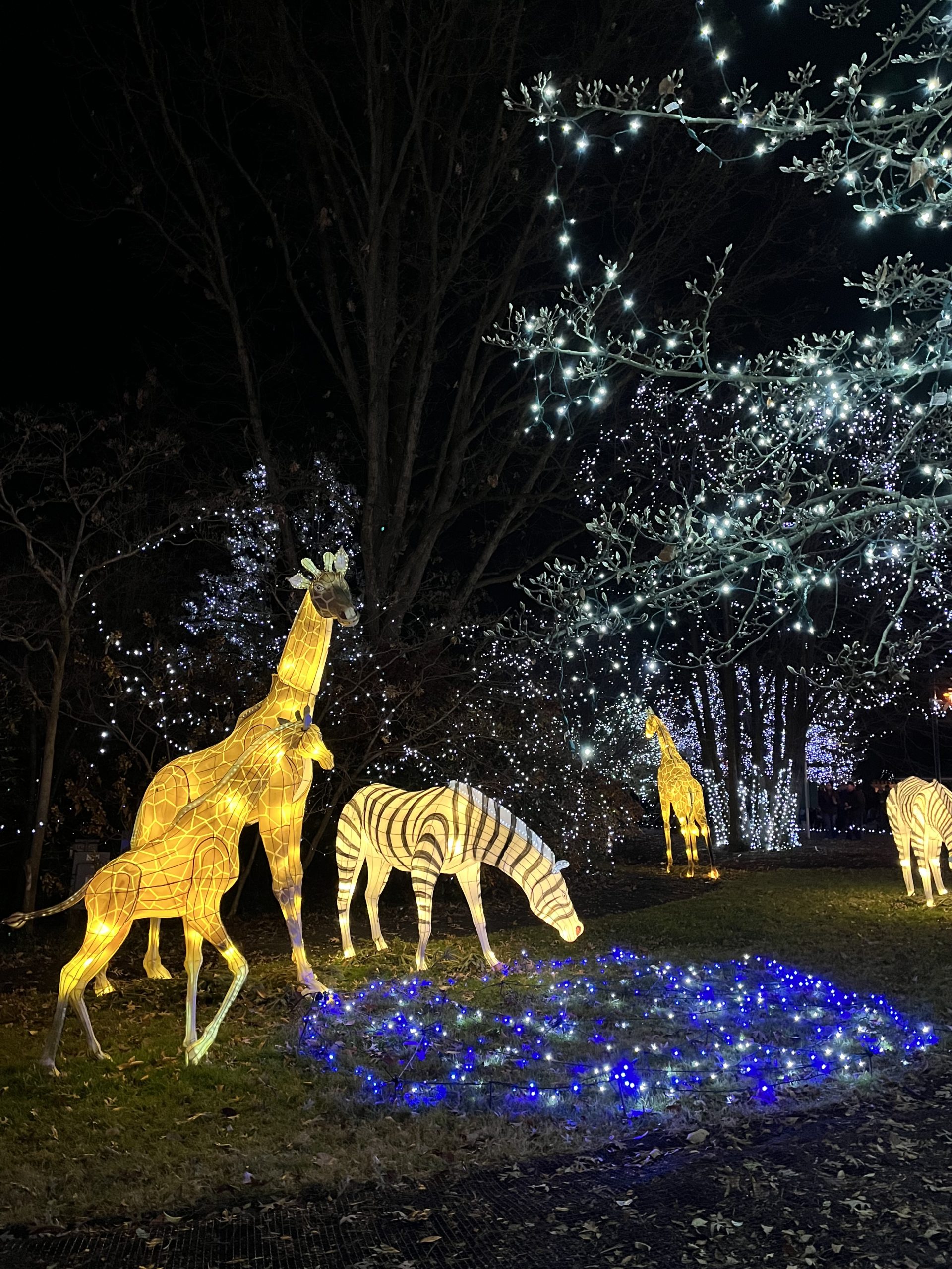 Festival of Lights at the Cincinnati Zoo Southwest Ohio Parent Magazine