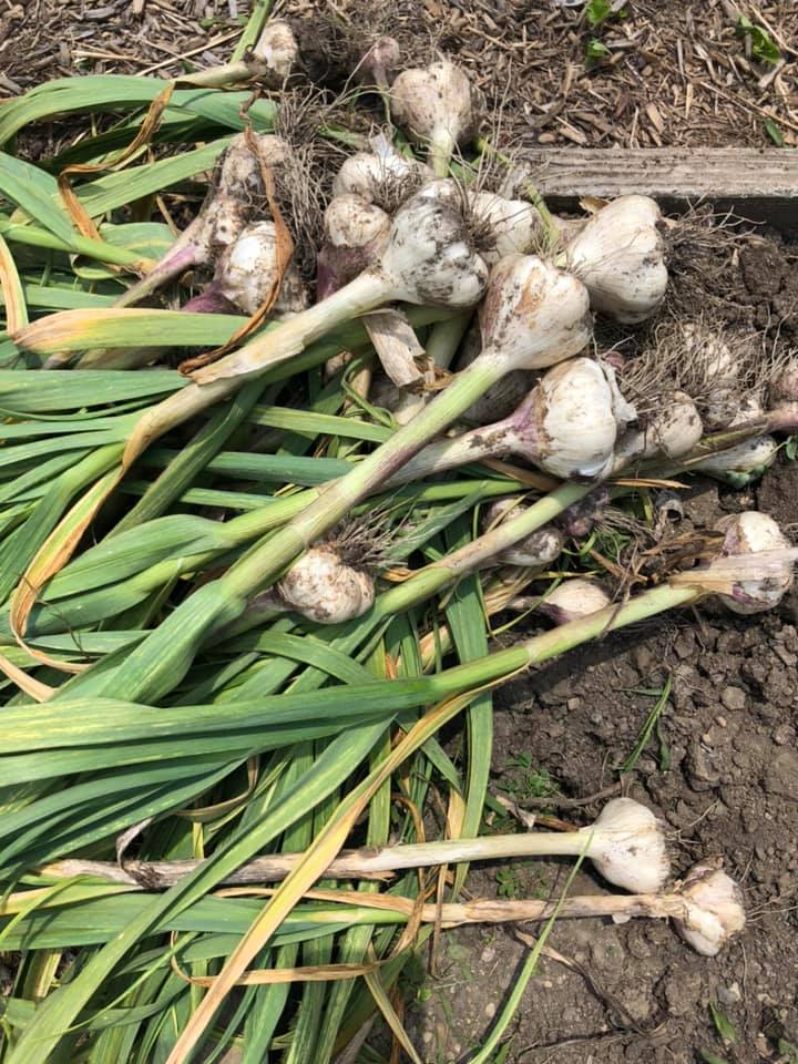 Dayton Garlic Fest "A Stinking Good Time" Southwest Ohio Parent Magazine