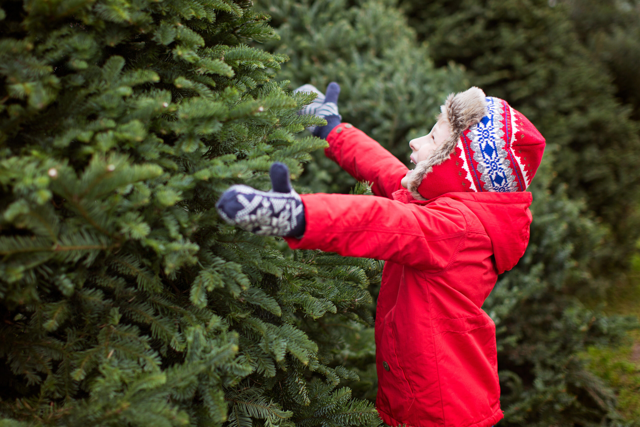 Best Christmas Tree Farms in Cincinnati {2024} Southwest Ohio Parent