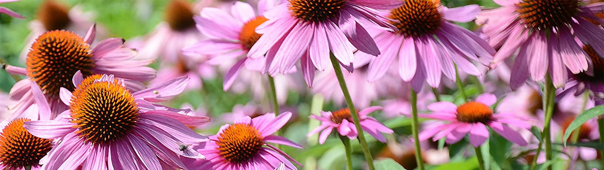 Echinacea Herb Zola's Original Herbal Remedies