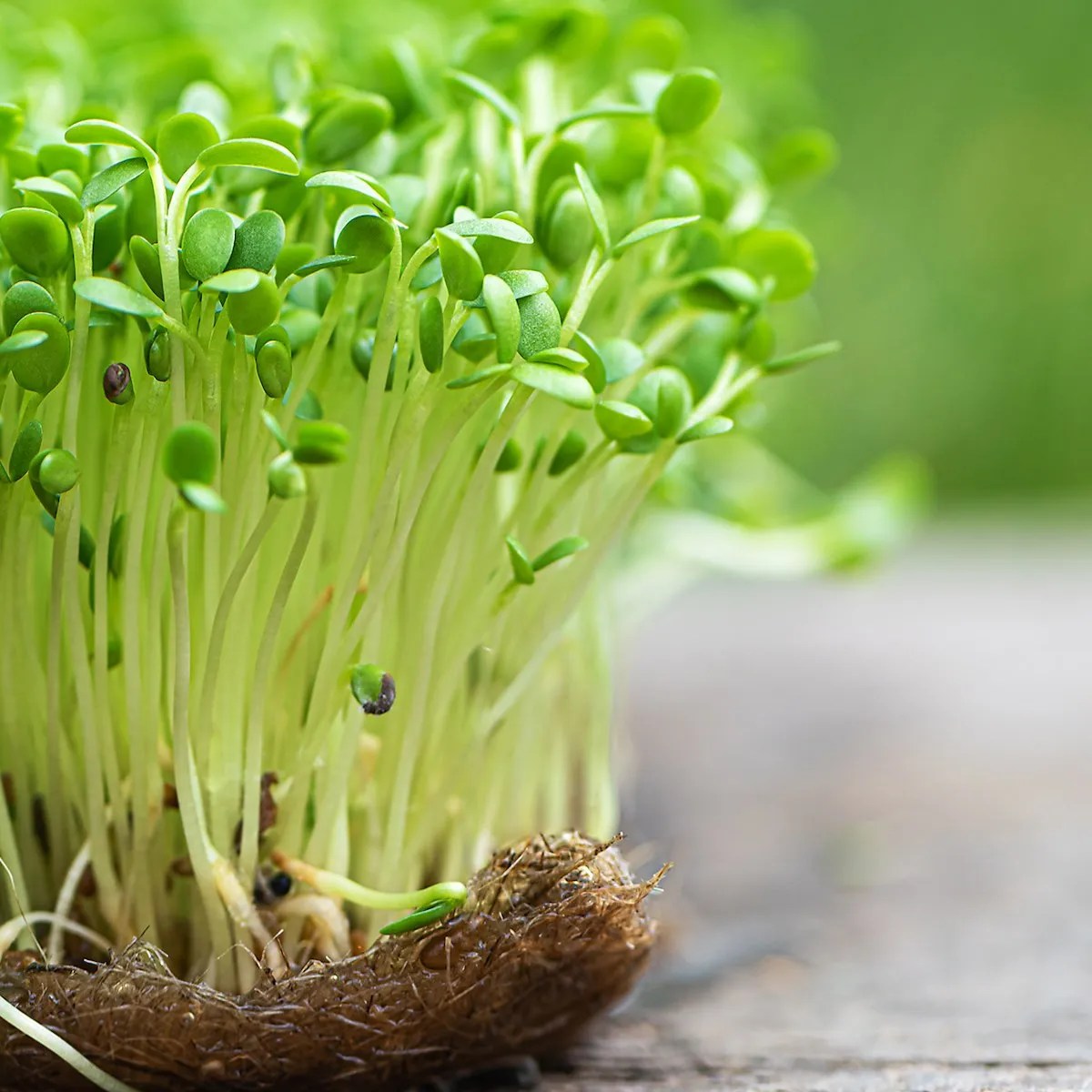 Alfalfa Zola's Original Herbal Remedies