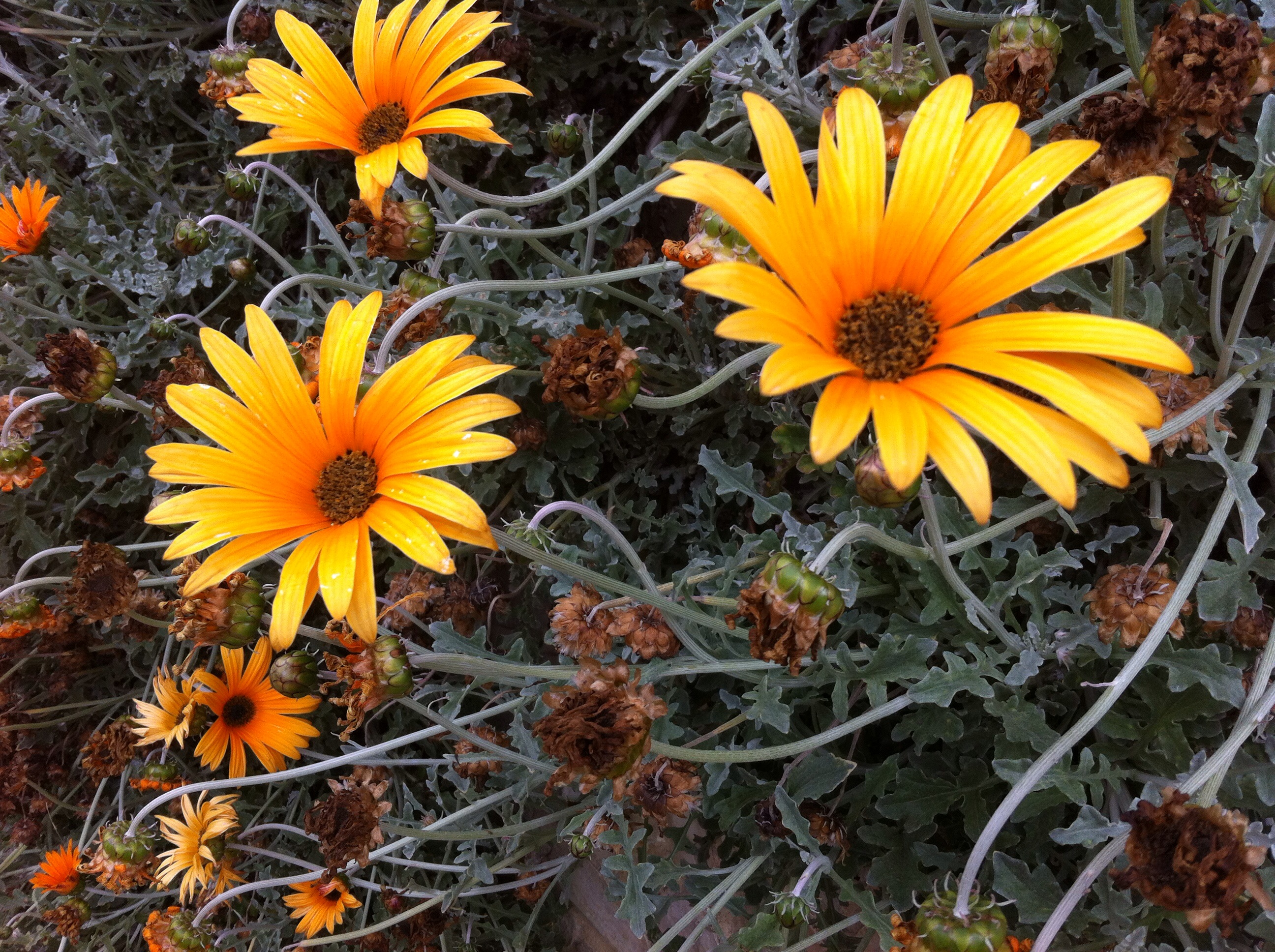 Portuguese flowers Oh Sanada