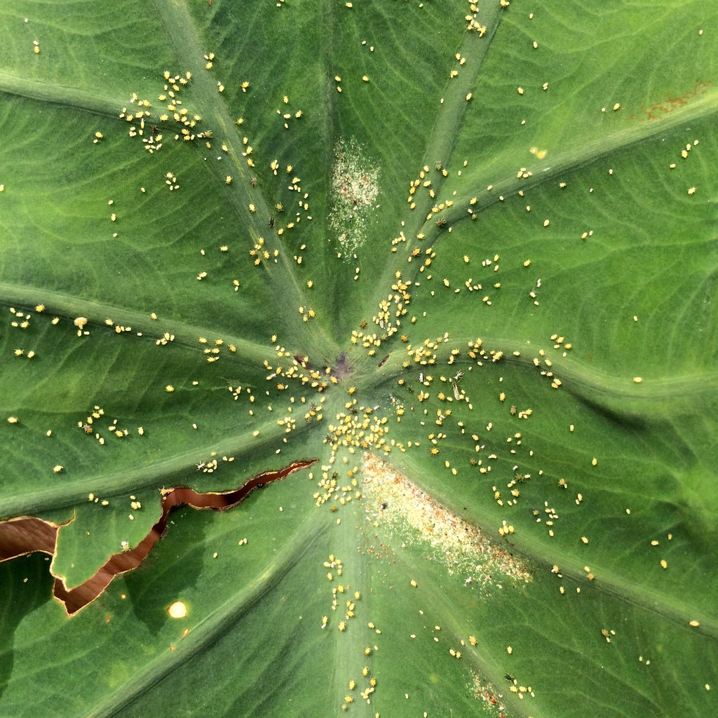 Mite Solution Spider Mites Home Remedy