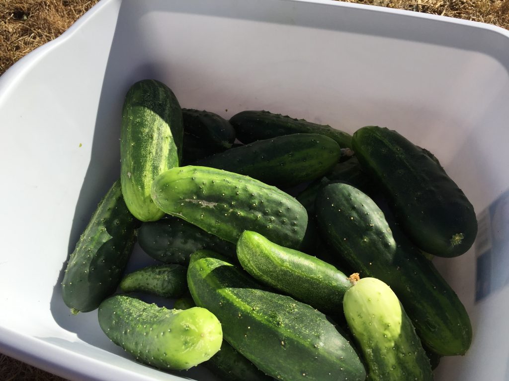 Harvest Season Part II Kosher Refrigerator Dills Pickles (Paleo) • Oh