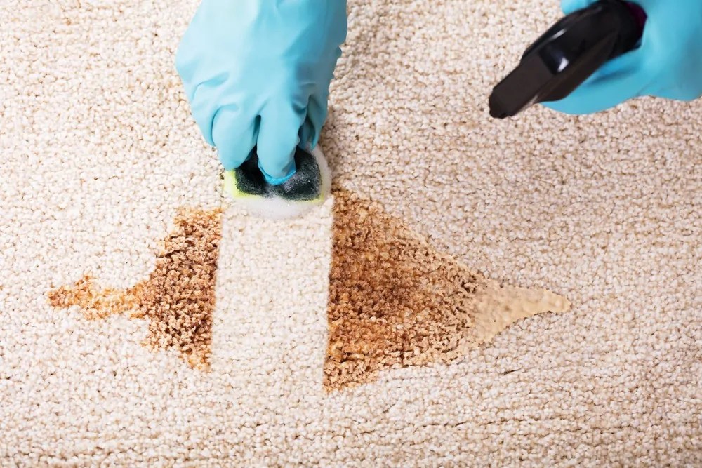 How to Clean Vomit from Carpet (7 Tips You Need to Know)