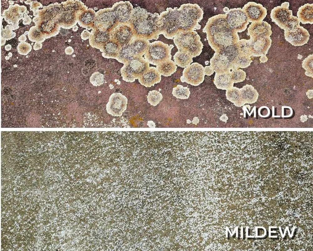 What Is White Mold and Is It Dangerous?