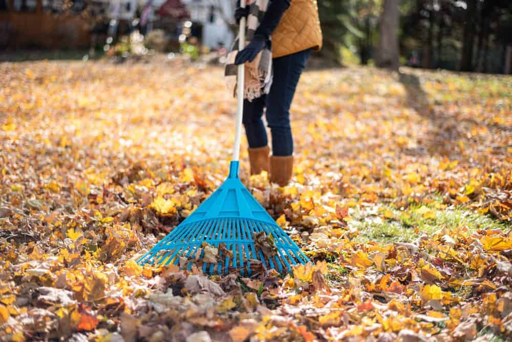 4 Reasons Why You Should Rake Leaves Reasons You Shouldn’t