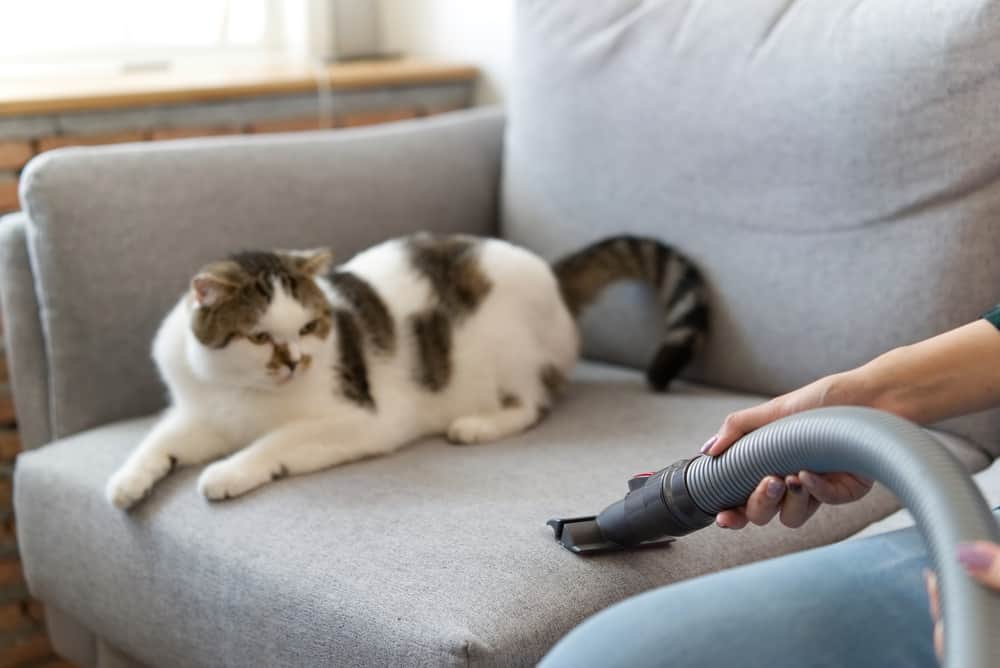How To Get Rid Of Pet Dander Tips Tricks Stop Allergies