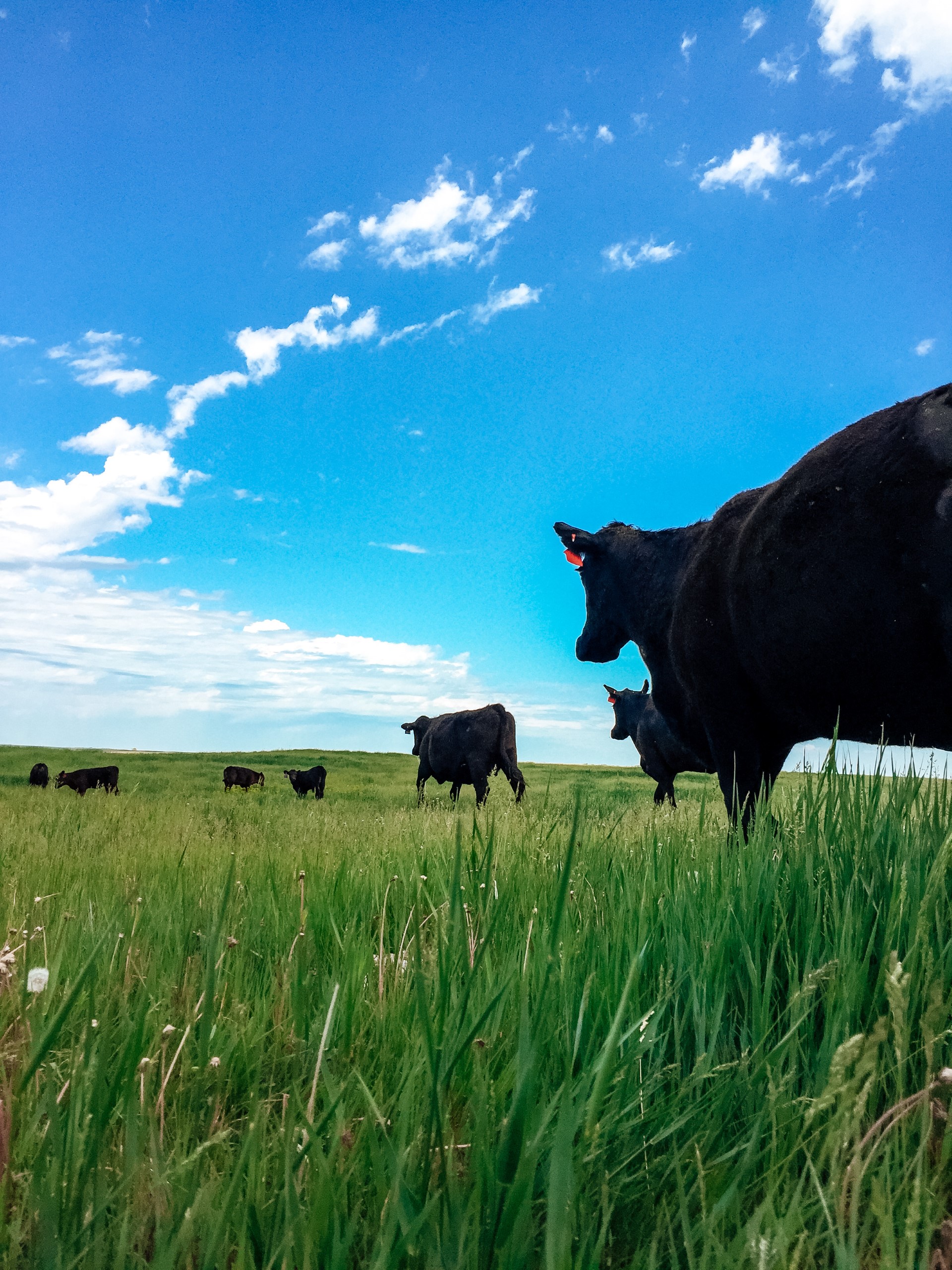 How Long Does A Cow Live? Tales From Our Family Ranch Food Comes