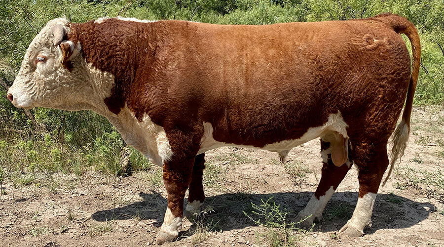 Bulls for Sale O H Triangle Ranch Hereford Cattle in San Angelo