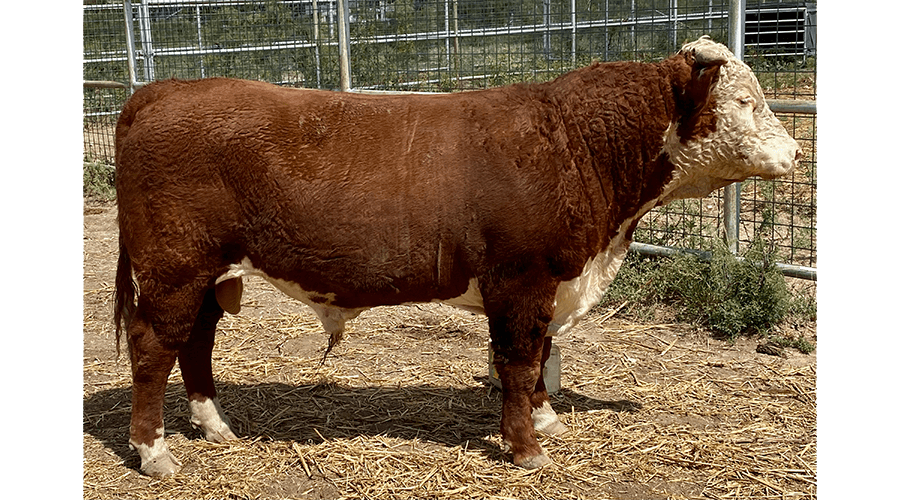 Bulls for Sale O H Triangle Ranch Hereford Cattle in San Angelo