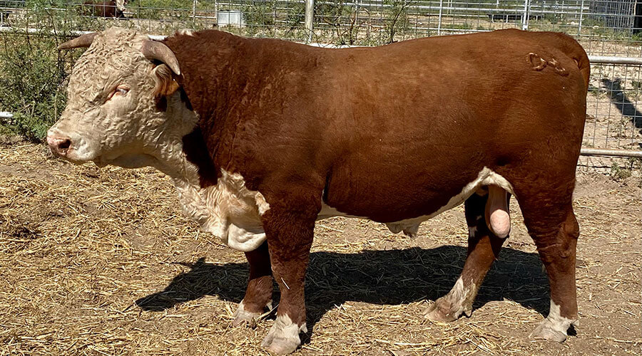 Bulls for Sale O H Triangle Ranch Hereford Cattle in San Angelo