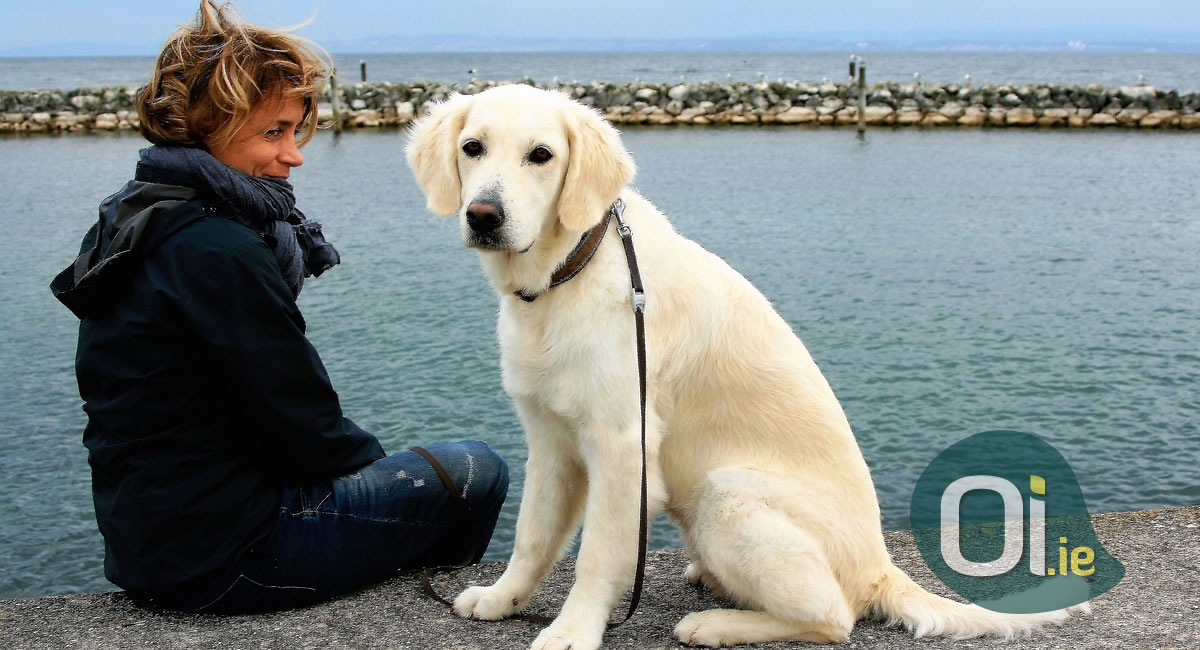 How Do I Get A Passport For My Dog In Ireland