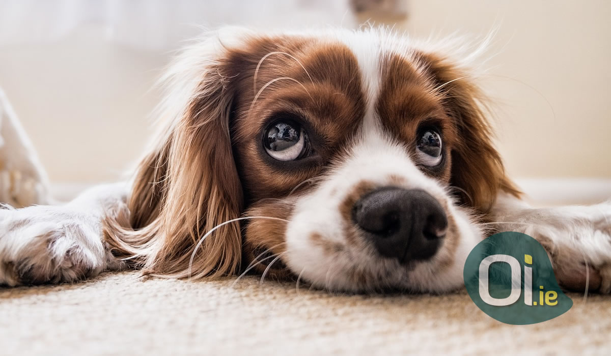 Conheça a profissão de dog sitter, que pode pagar até €18 a hora Oi