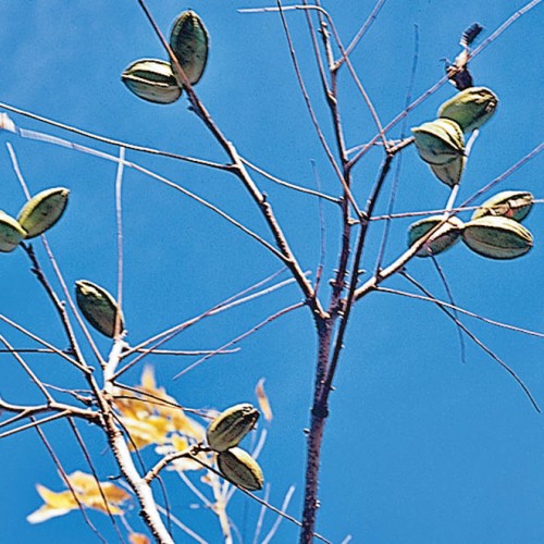 Products OIKOS Tree Crops