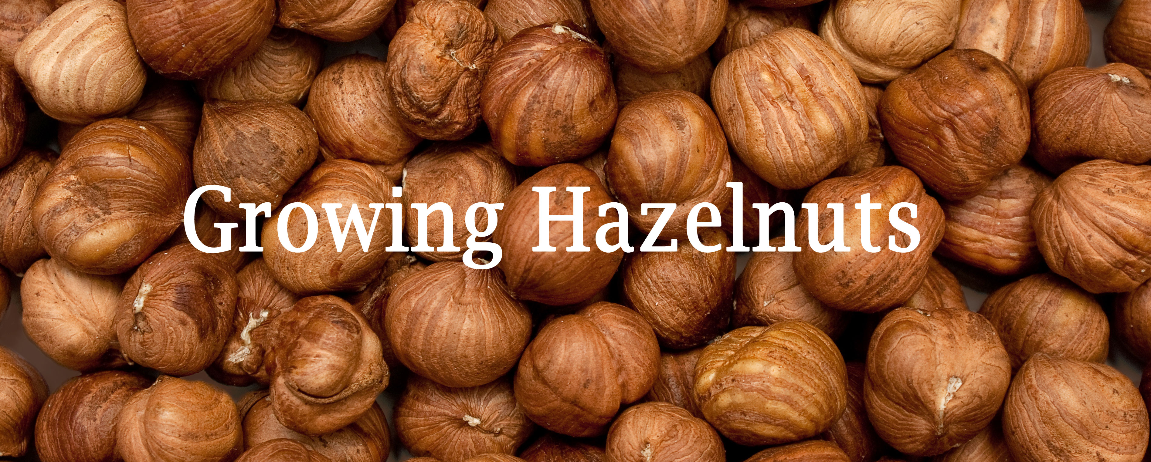 Hazelnuts OIKOS Tree Crops