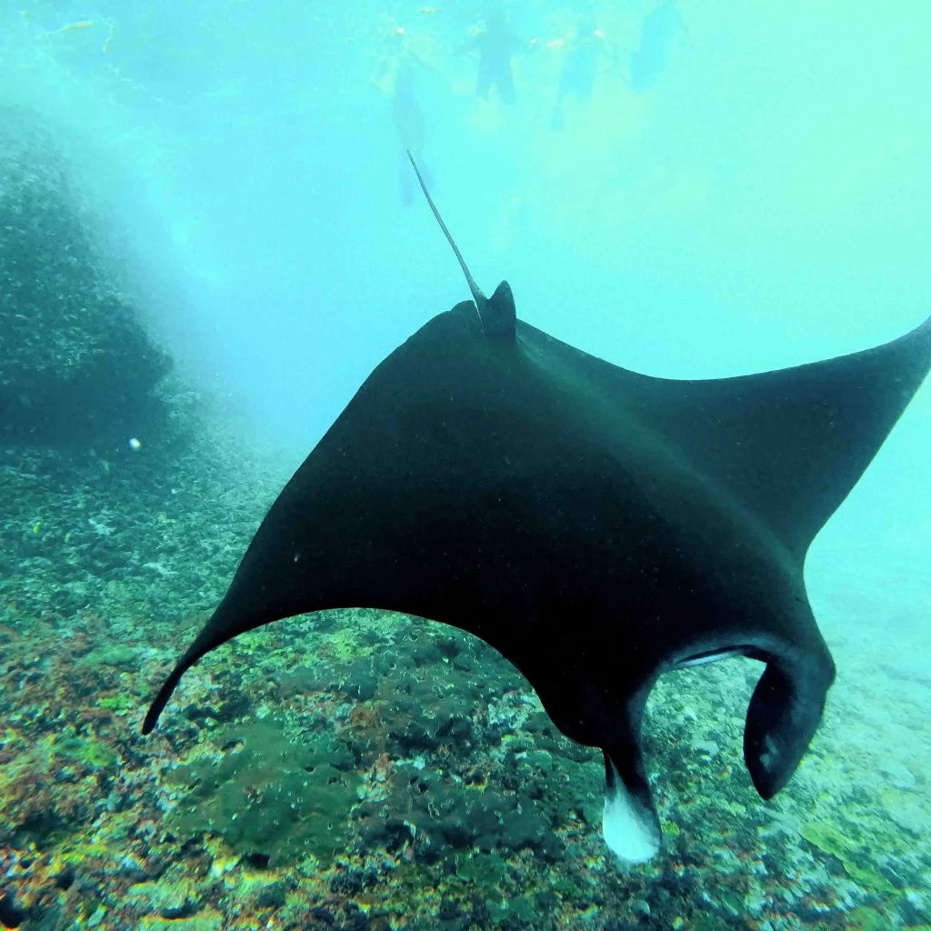 6 Fun Facts About Manta Rays in Nusa Penida Oji Bali Nature PT