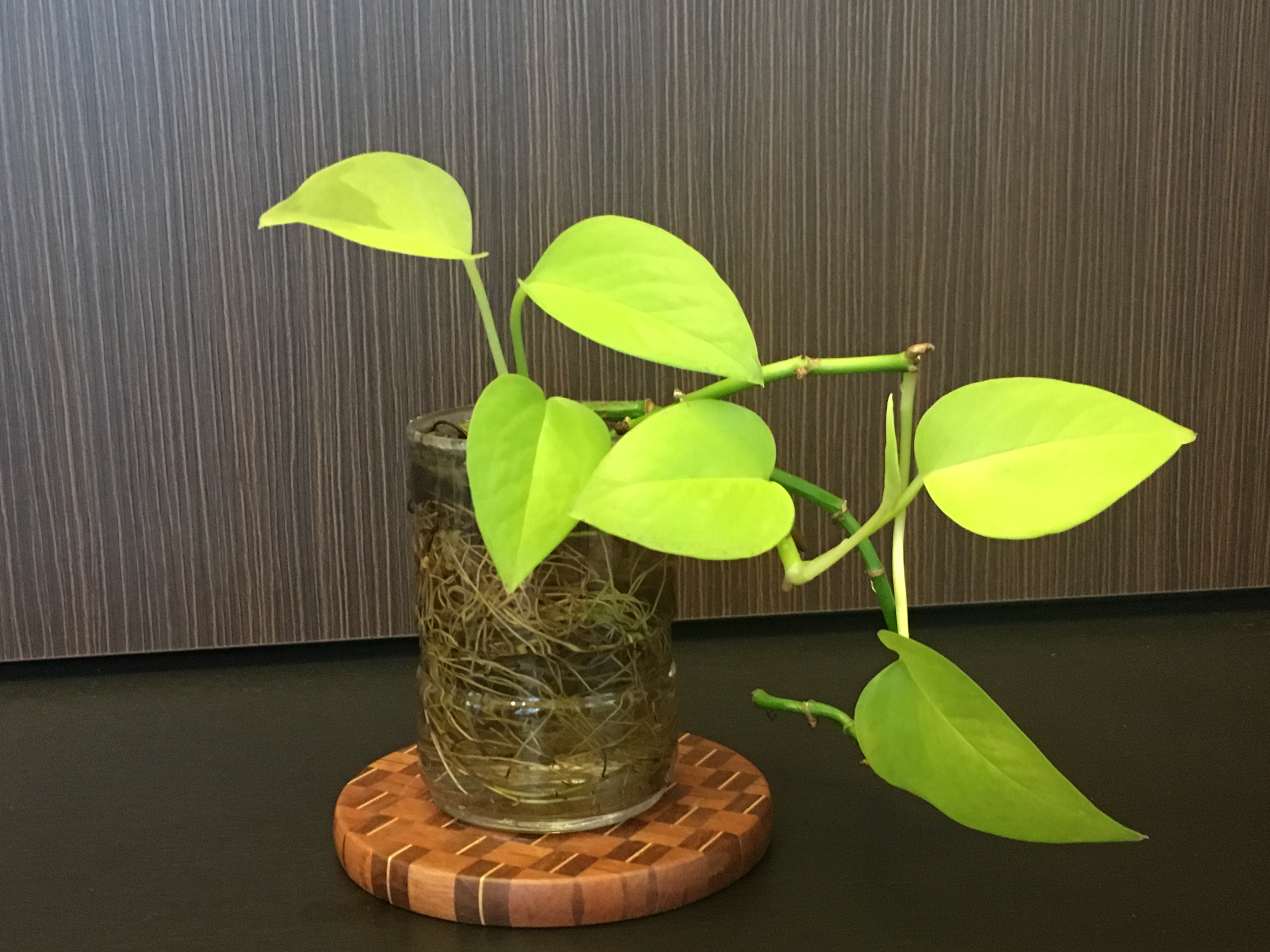 岡部耳鼻咽喉科医院：診療案内