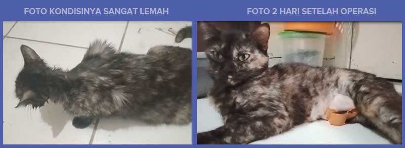 Pyometra Pada Kucing Dan Cara Mengobati Jangan Sampai Terlambat