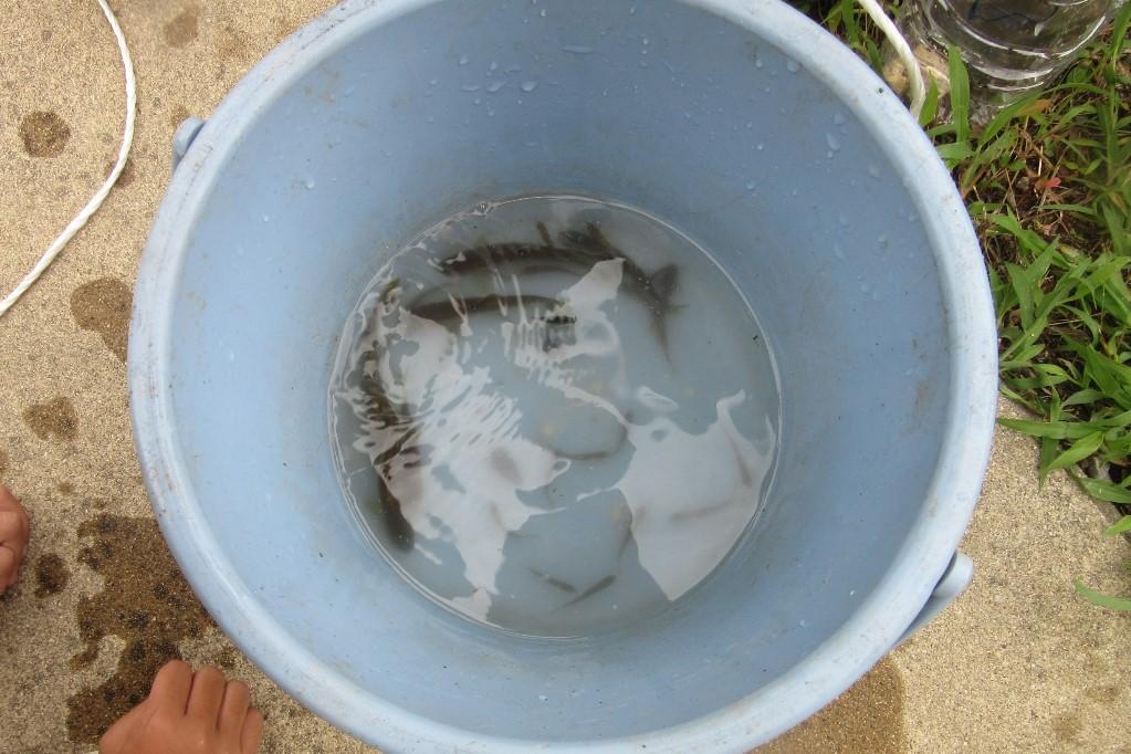 川にはどんな生き物がいる？ペットボトルの罠で魚をつかまえよう！｜新着情報｜水とみどりの森の駅｜岡崎おでかけナビ 岡崎市観光協会公式サイト