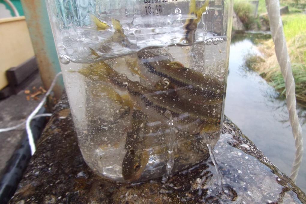 最良かつ最も包括的な 川魚 捕まえ方 マインクラフトコレクション