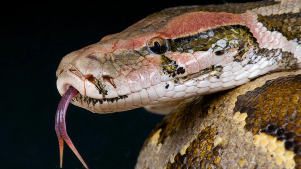 Serpiente ¿Cuál es la más larga del mundo?
