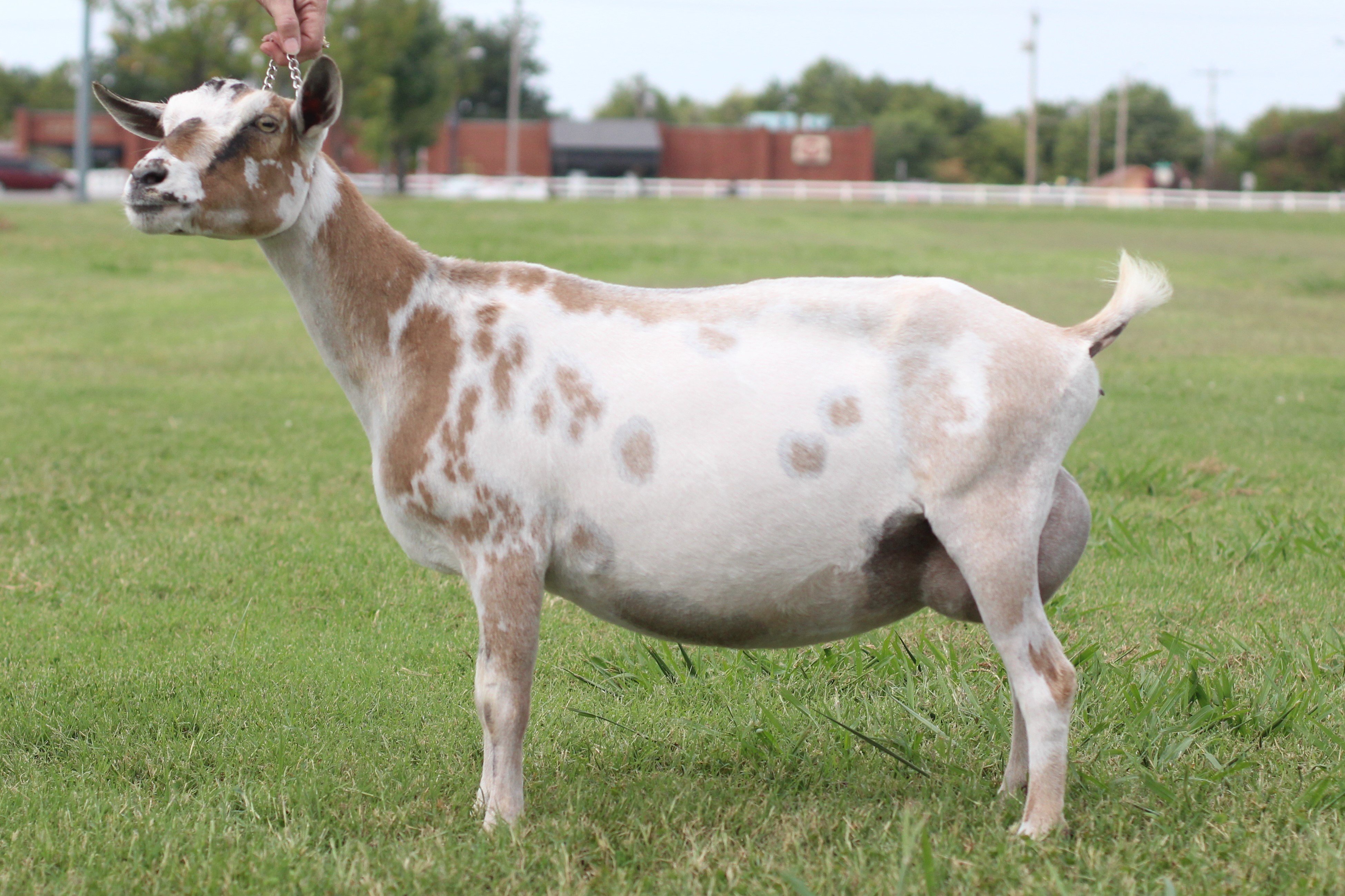 Senior Does OK Doe K Dairy Goats