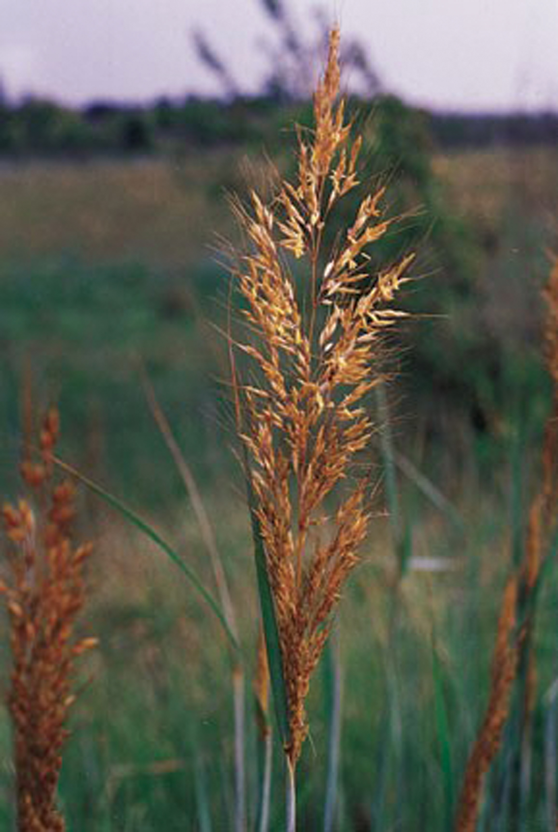 Grazing Oklahoma Indiangrass Oklahoma Farm & Ranch
