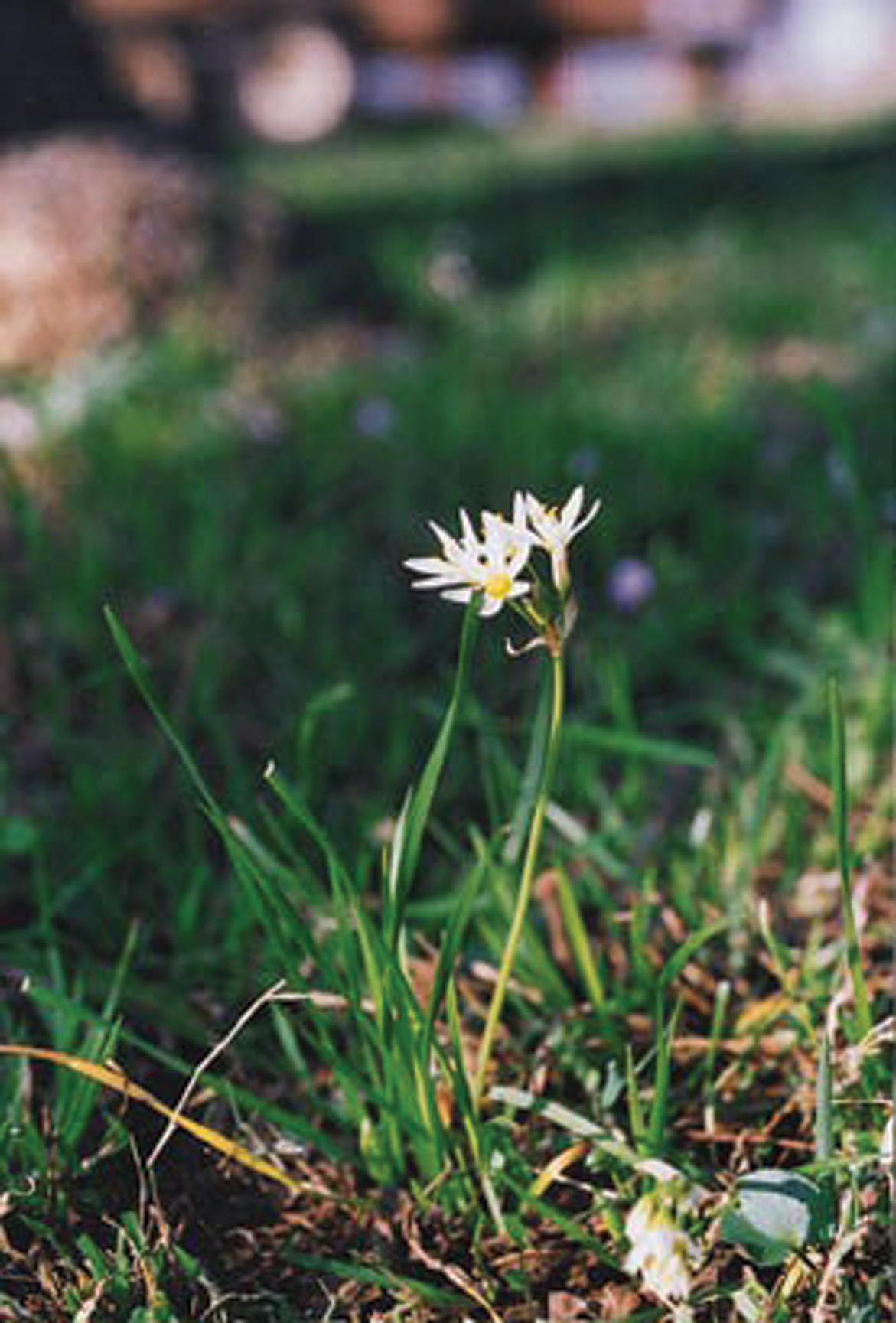 Grazing Oklahoma Crow Poison Oklahoma Farm & Ranch
