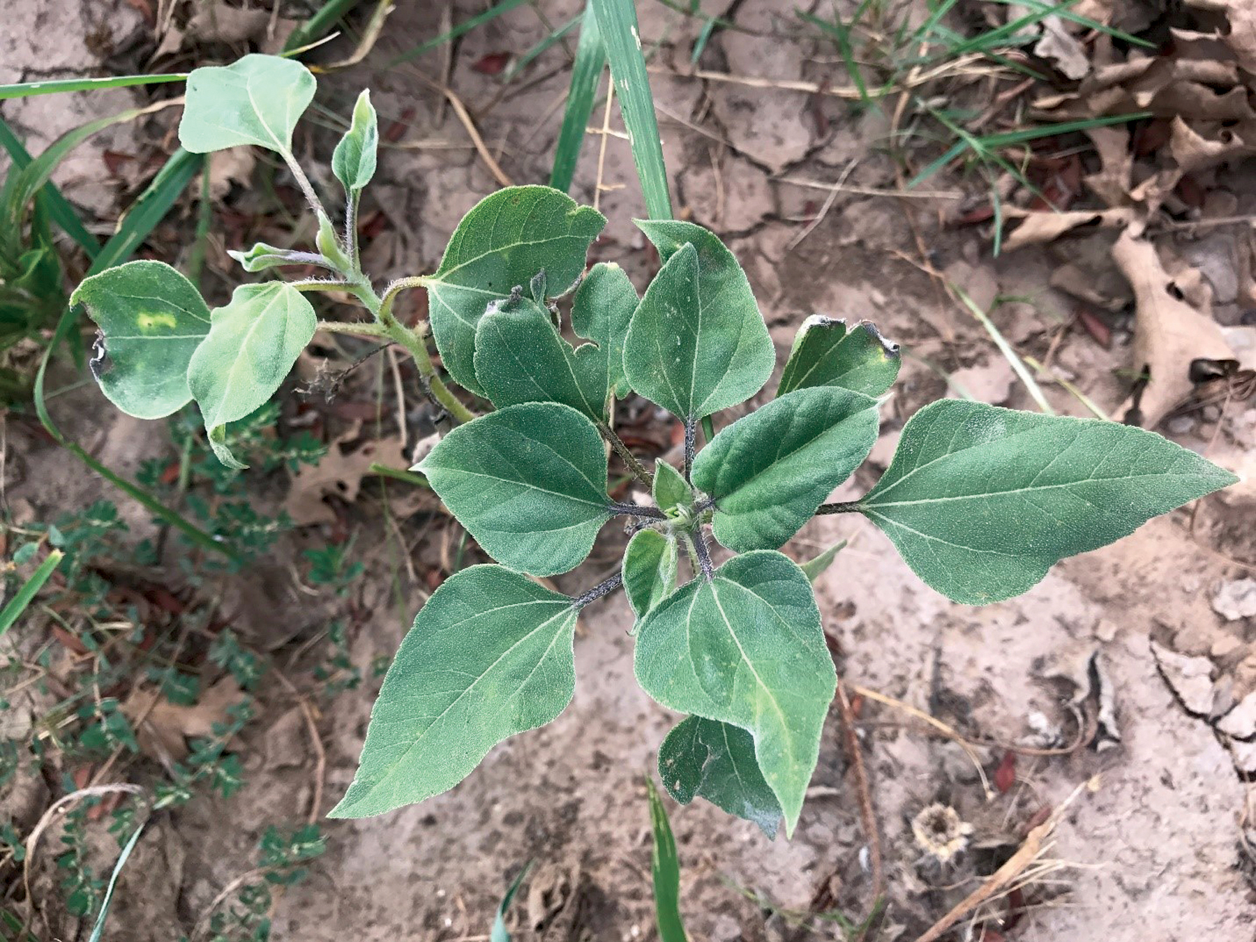 Grazing Oklahoma Common Sunflower Oklahoma Farm & Ranch