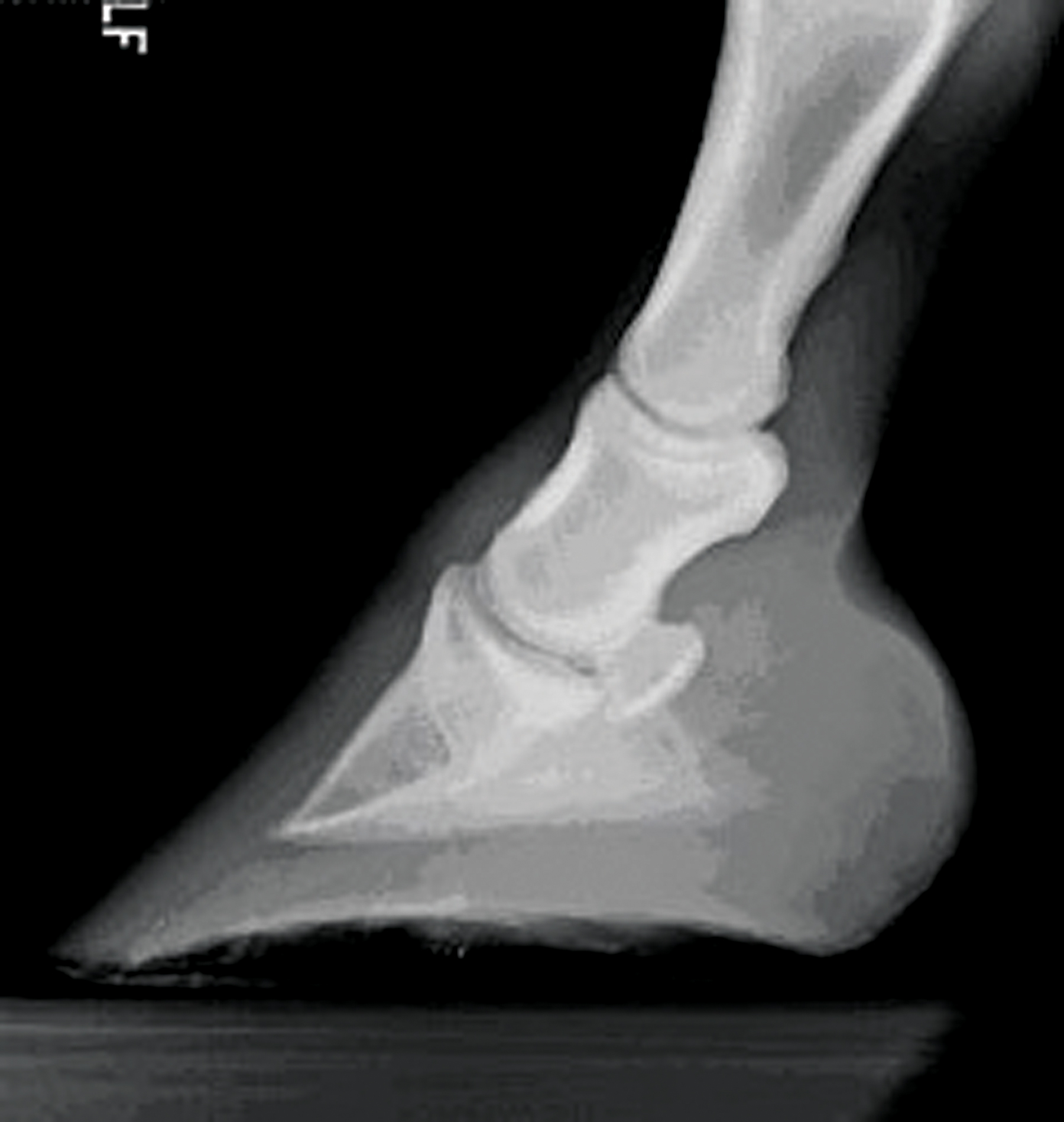 Laminitis Part 1 Oklahoma Farm & Ranch