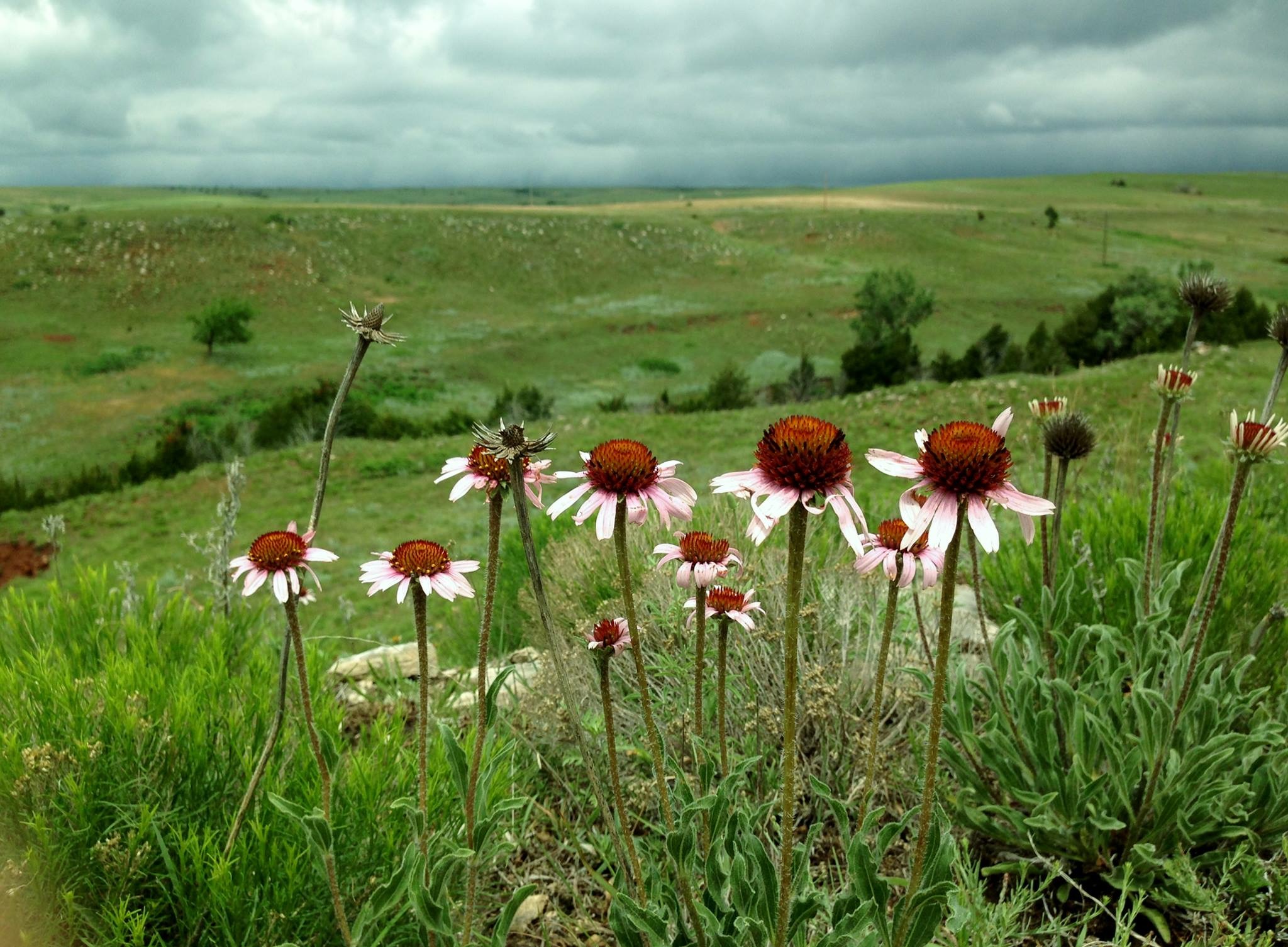 Lazy KT Ranch near Freedom, OK