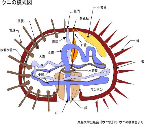 大発見、ウニの肛門の場所 – OSG