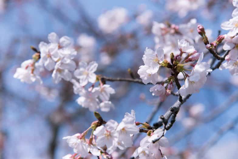 Awesome Facts About Sakura Trees Okinawa Hai