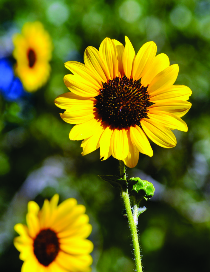 Sunflower Oklahoma Blogger