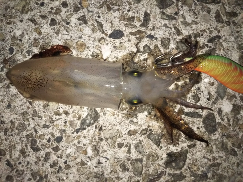 明石港／メバリング&ライトエギングでメバル9匹・ヒイカ20杯 ｜ 明石 大蔵海岸 釣り情報