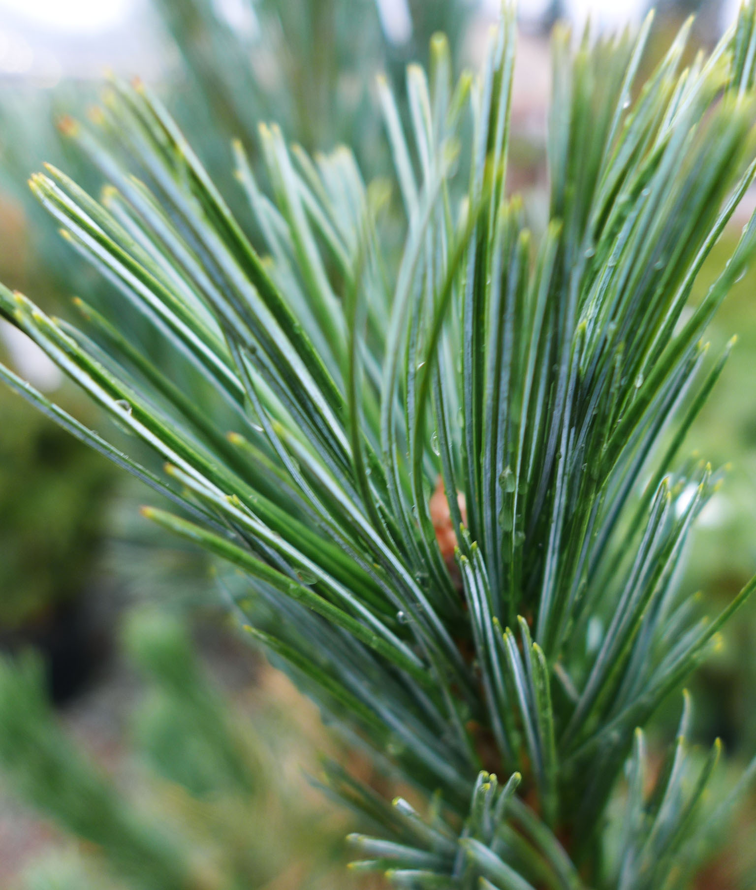 Conifers in Shades of Gold and Silver Brighten a Winter Garden