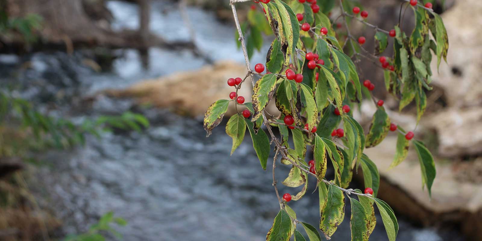 The Olathe Advantage Olathe, Kansas