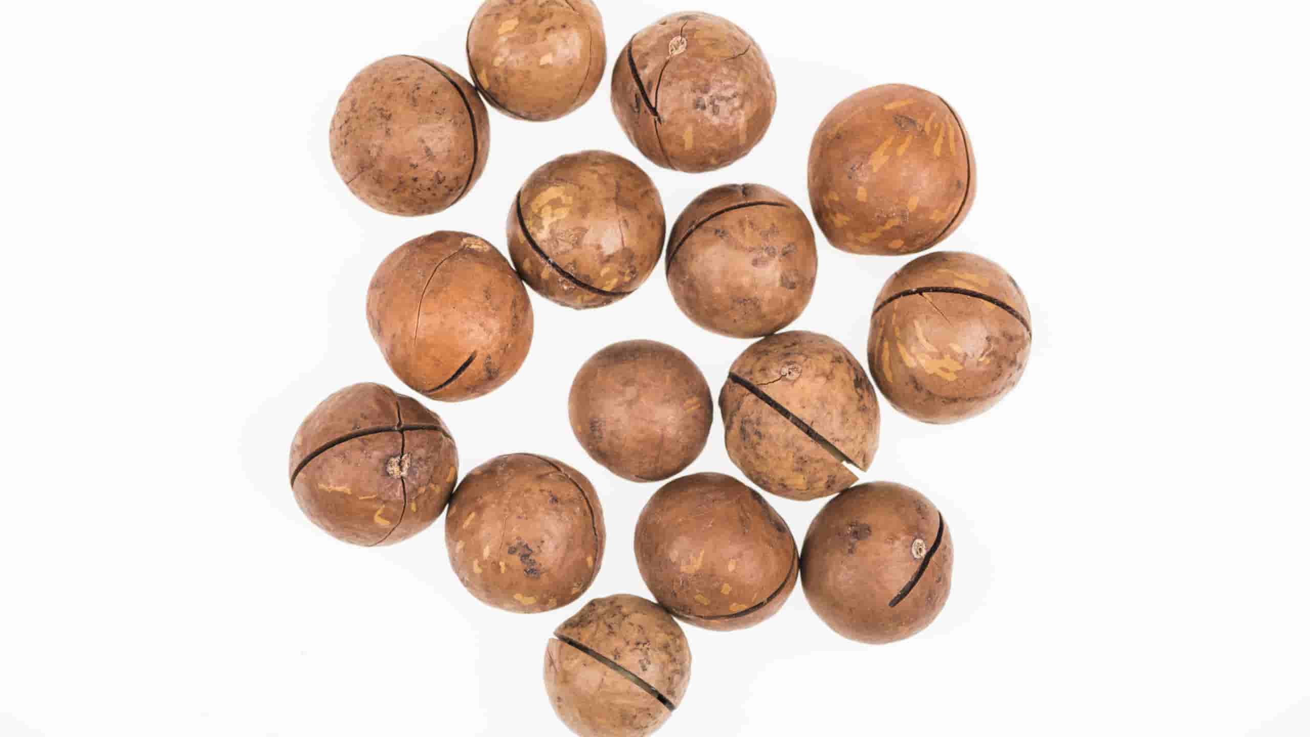 Bulk macadamia nuts
