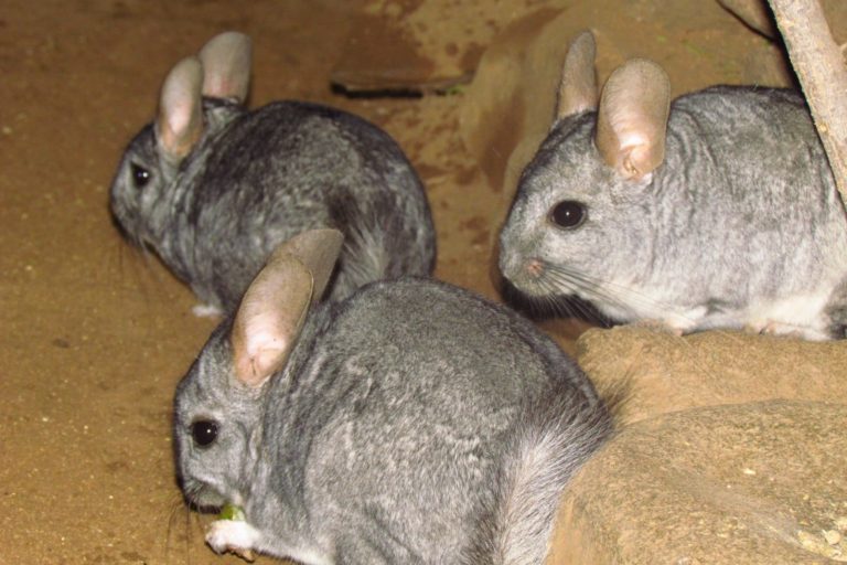 Nuevo proyecto minero amenaza a la Reserva Nacional Las Chinchillas