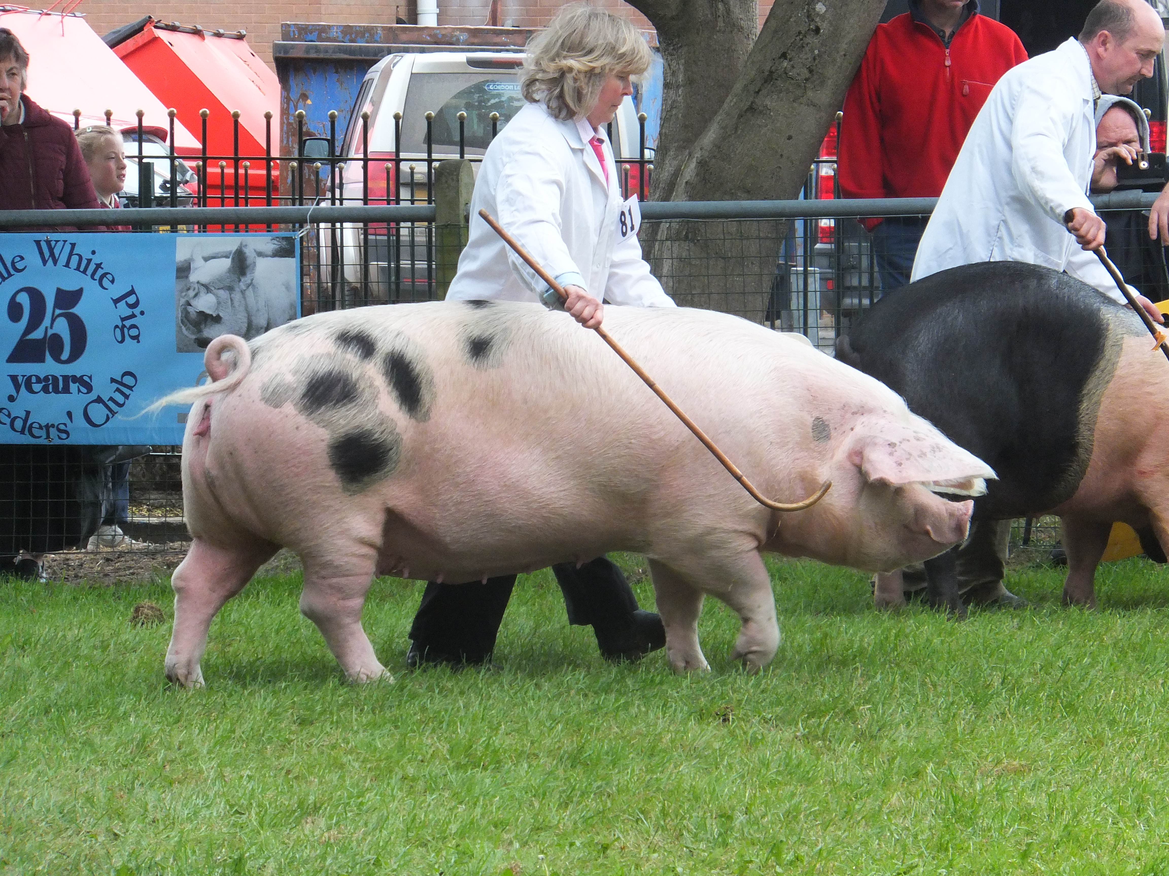 Stafford Show 2016 Gloucestershire Old Spots Pig