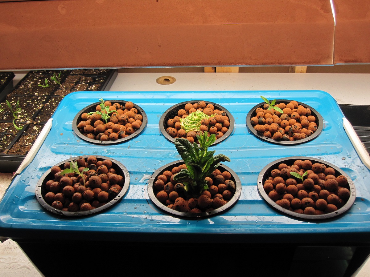 Hydroponic DWC setup – KingBain