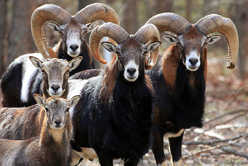 Cyprus' fauna Cyprus Inform Cyprus inform